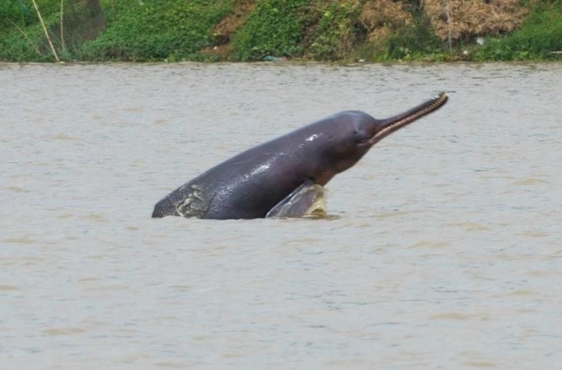 From Only 22 In 2015 to 41 Now, Population Of 'Endangered' Gangetic  Dolphins Has Almost Doubled