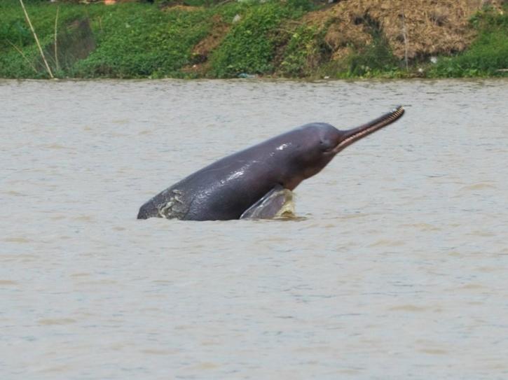 From Only 22 In 2015 to 41 Now, Population Of 'Endangered' Gangetic ...