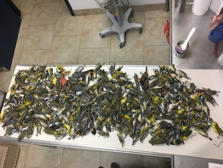 1,500 Birds Die After Flying Into Philadelphia Skyscrapers What Led To