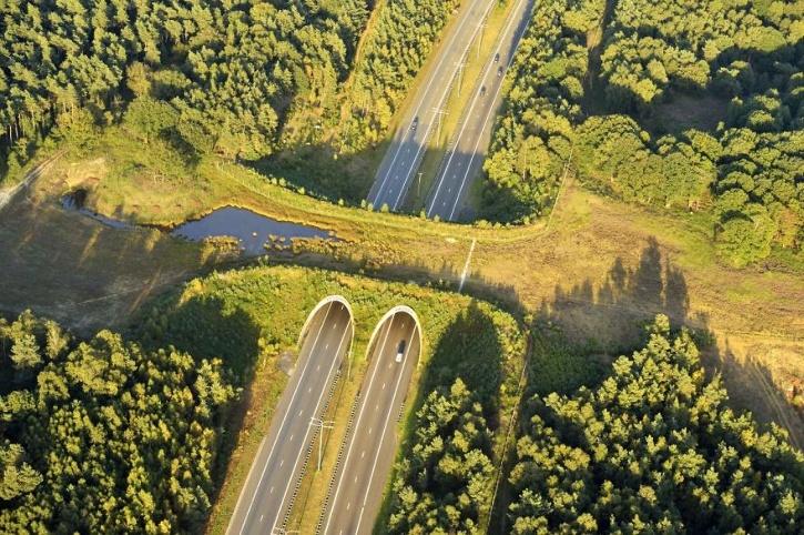 Delhi-Mumbai E-way To Have 5 'Animal Bridges' Delhi-Mumbai E-way To Have 5 'Animal Bridges'
