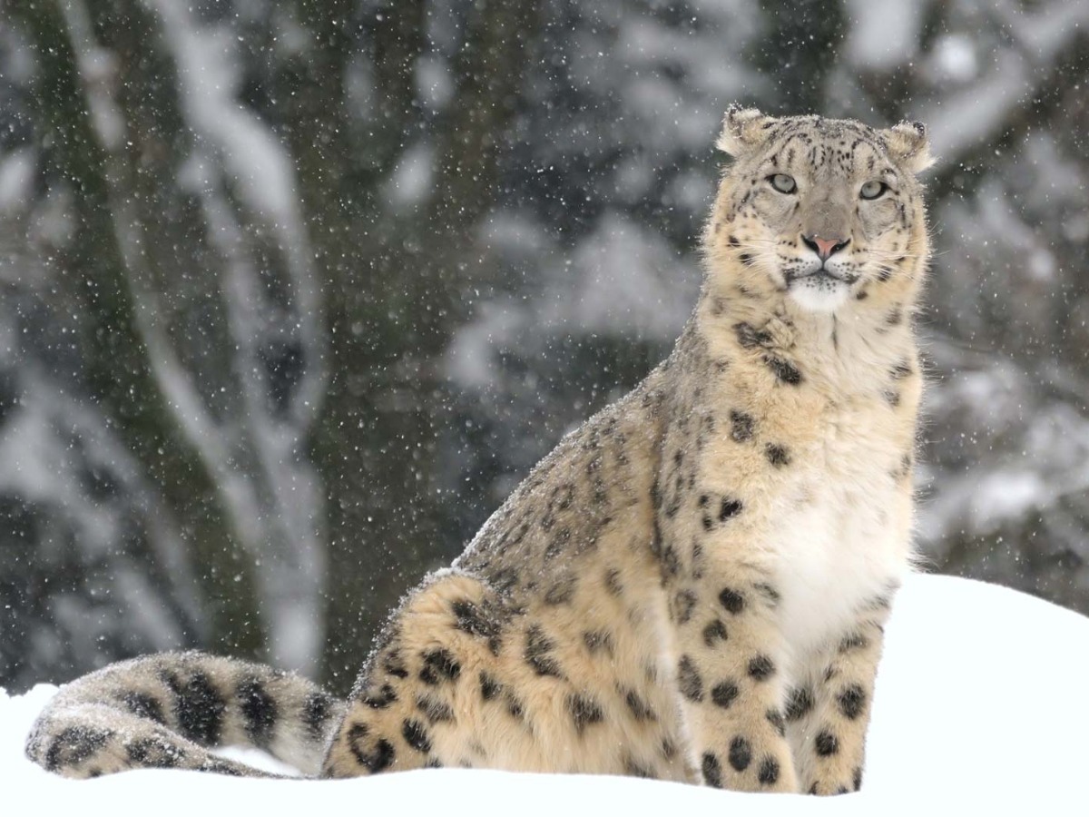 World Snow Leopard Day Facts About Leopards The Need To Protect Them