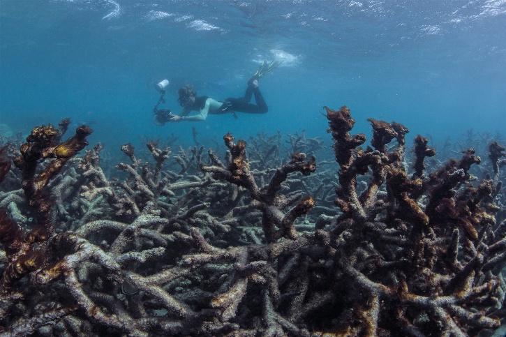 'Over 50% Of Corals In Australia's Great Barrier Reef Have Died Since ...