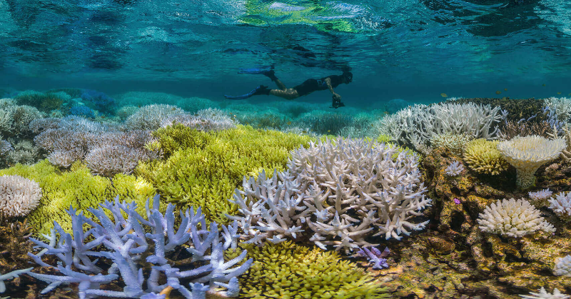 'Over 50% Of Corals In Australia's Great Barrier Reef Have Died Since ...