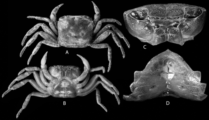 Why A New Crab Species Is Named After Arunachal Pradesh's Pristine Forests