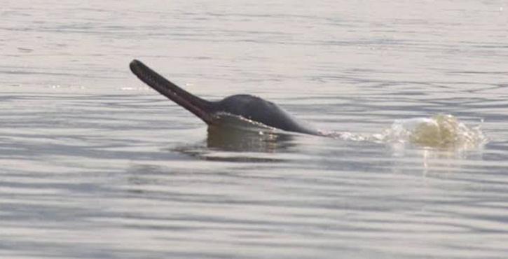 Gangetic dolphin Survey