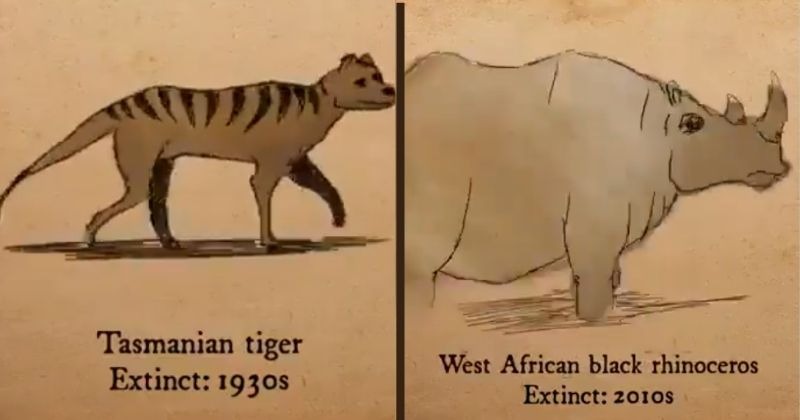 extinct animals in the last 1000 years
