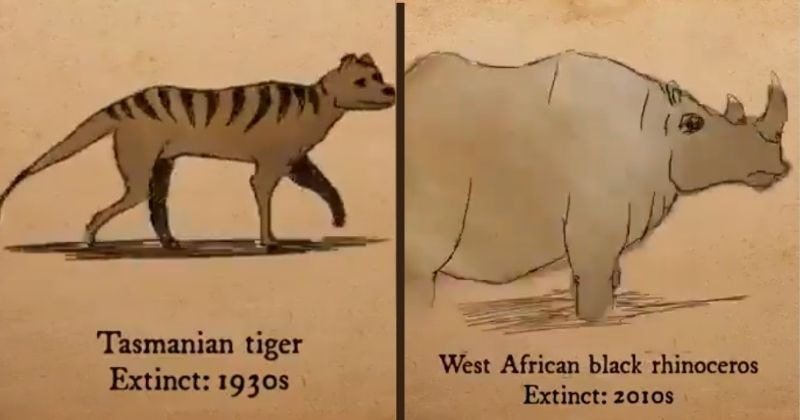 Watch: Species That Have Gone Extinct In Past 100 Years