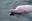 the number of pink dolphins has increased by roughly a third in those waters since March.