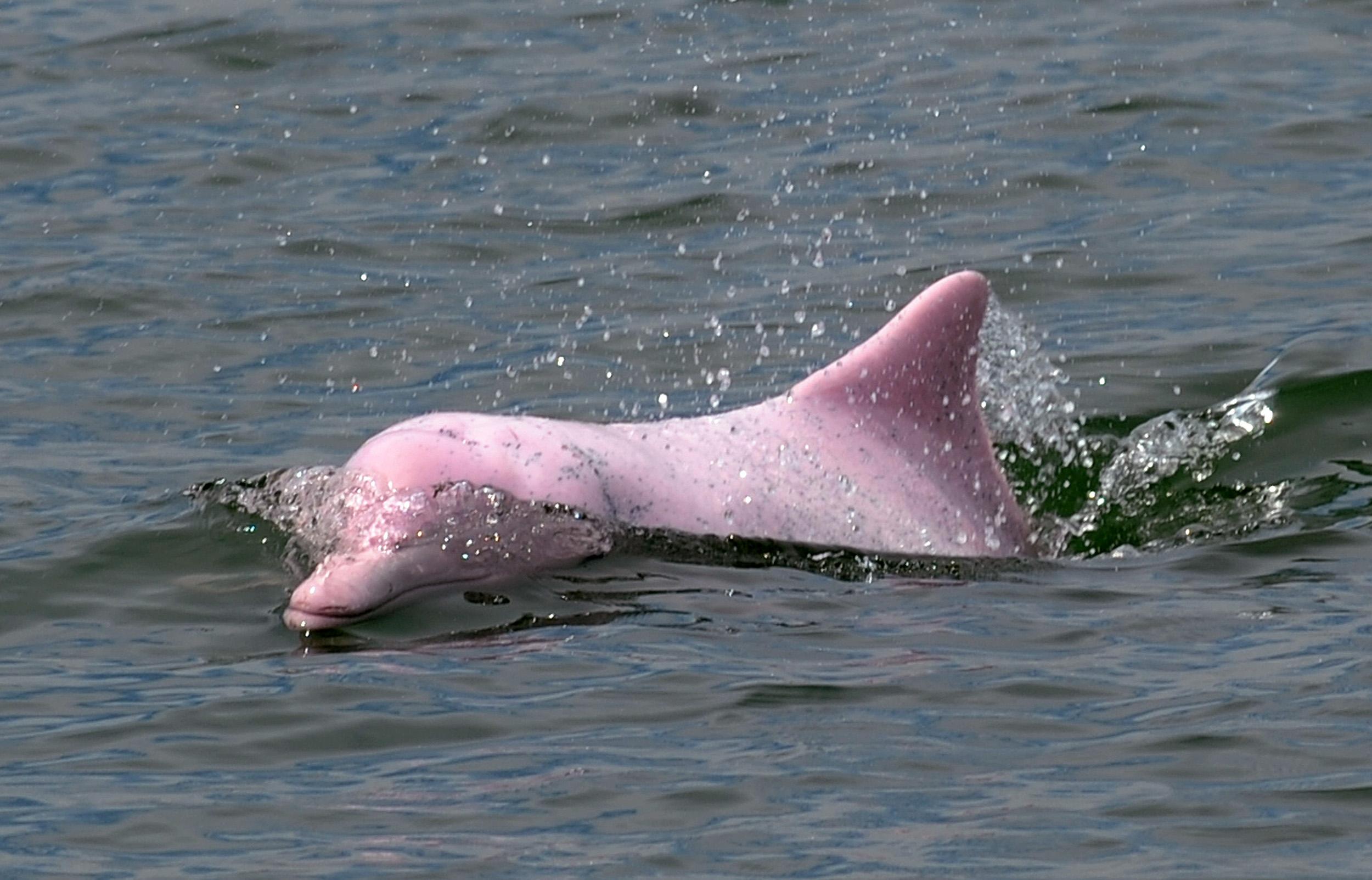 Rare Pink Dolphins Reappear In Hong Kong- Macau Sea Lane