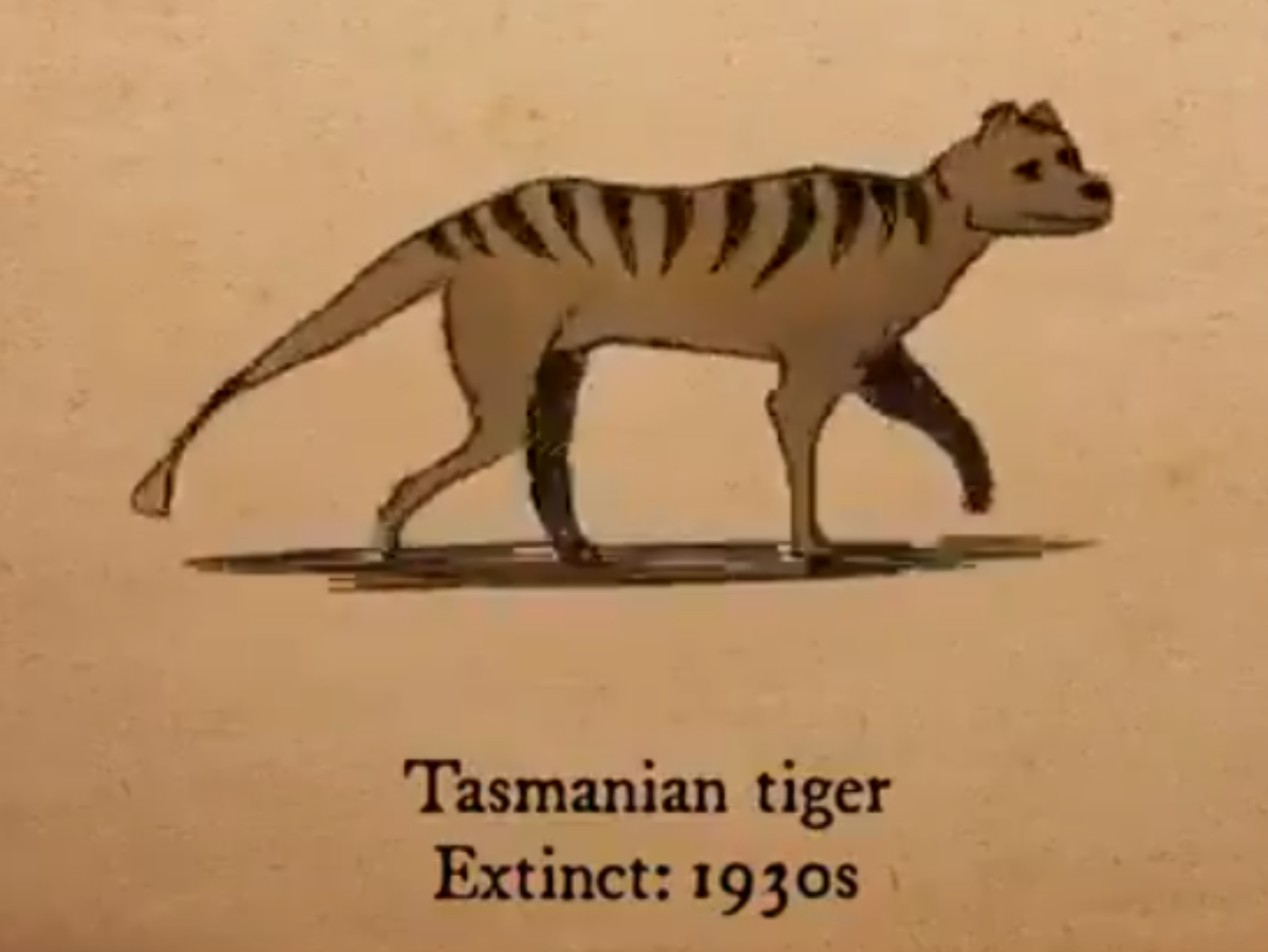 Watch Species That Have Gone Extinct In Past 100 Years