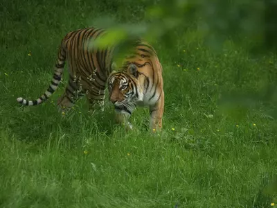 Tiger carcass found reserve in UP