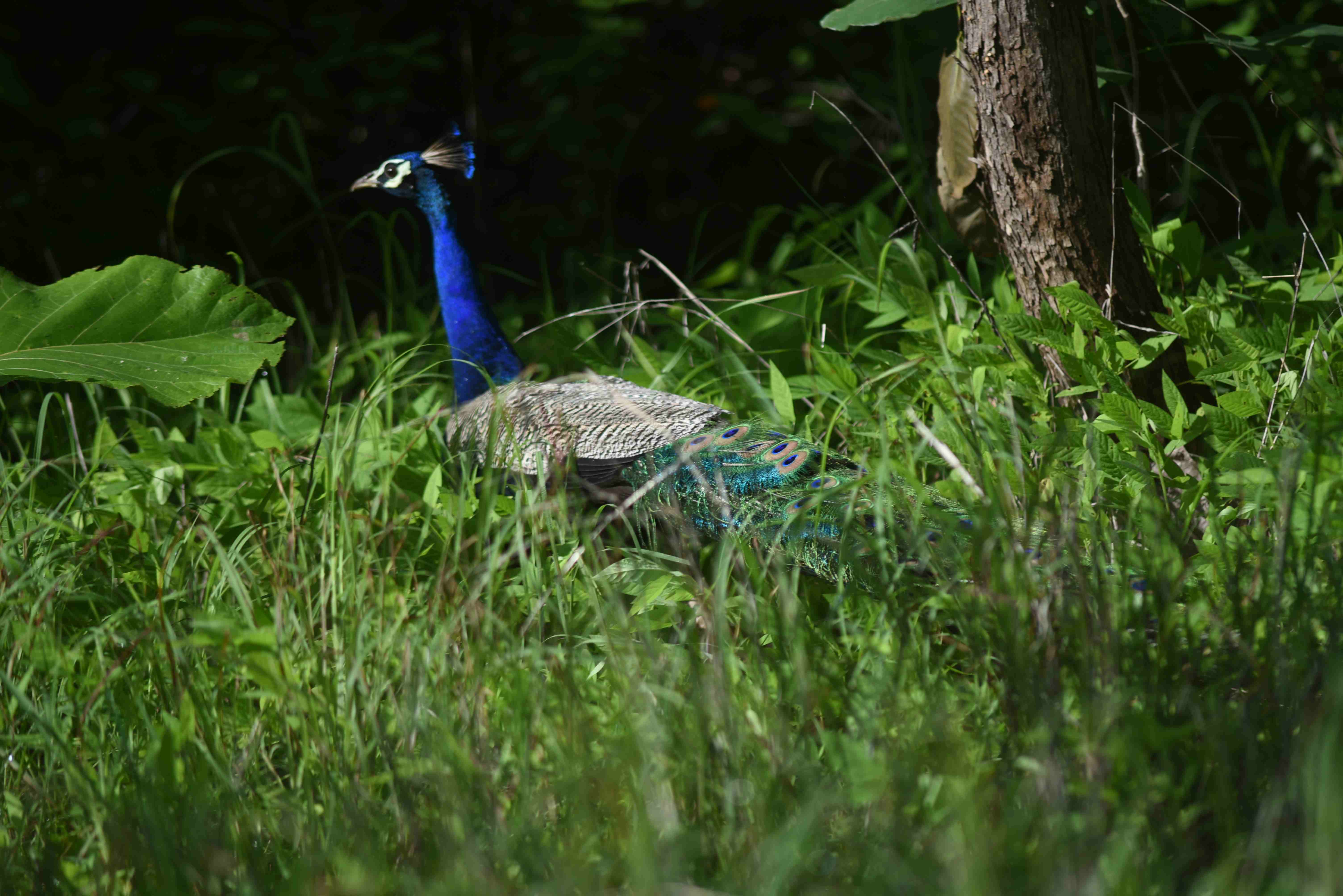 In The Last 50 Years, Earth Has Lost 68% Of Wildlife, 85% Wetlands, All ...