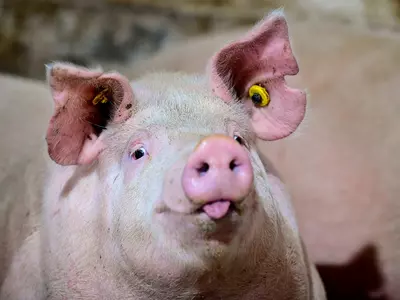 All You Need To Know About African Swine Fever In Assam