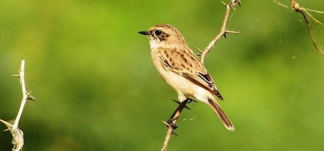 vettangudi-bird-sanctuary-in-tamil-nadu-india-most-beautiful-birds