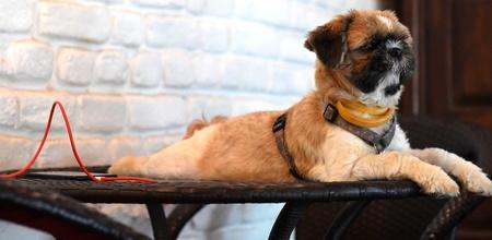 All About Indian Dog Breeds Prime Minister Talked About