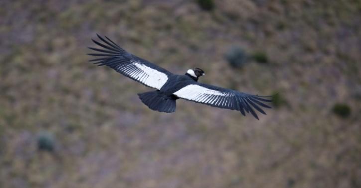  a pair of prolific Andean condors are giving conservationists a glimmer of hope 