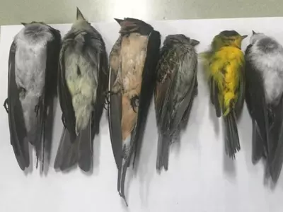 Migratory birds dead, 