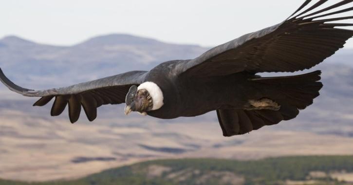 The world's largest soaring bird can fly for hours without flapping its wings