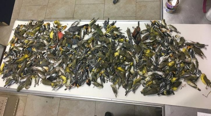 हिमाचल में मृत मिले 1400 से अधिक प्रवासी पक्षी | 1400 Migratory Birds Found  Dead In Himachal Pradesh