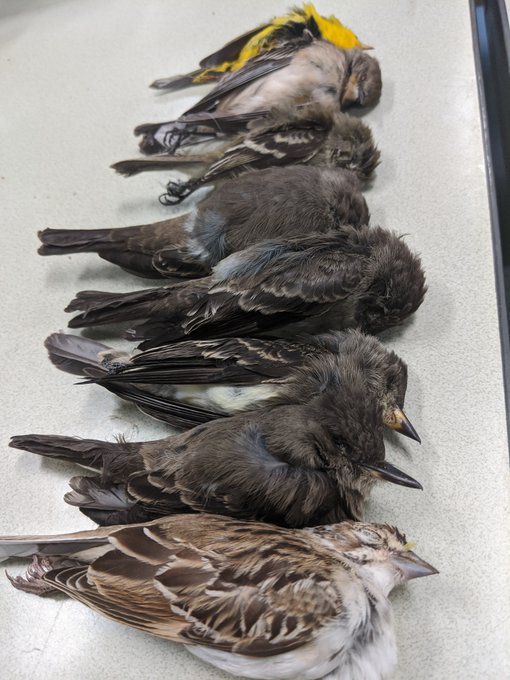 1,500 Birds Die After Flying Into Philadelphia Skyscrapers: What Led To ...