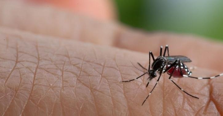 a link between the spread of the virus and past outbreaks of dengue fever