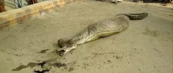 Python Unable To Move After Swallowing A Whole Goat Python Unable To Move After Swallowing A Whole Goat