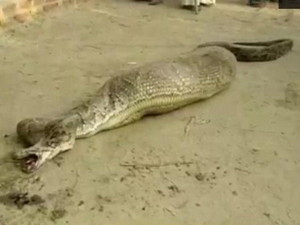 Python Unable To Move After Swallowing A Whole Goat