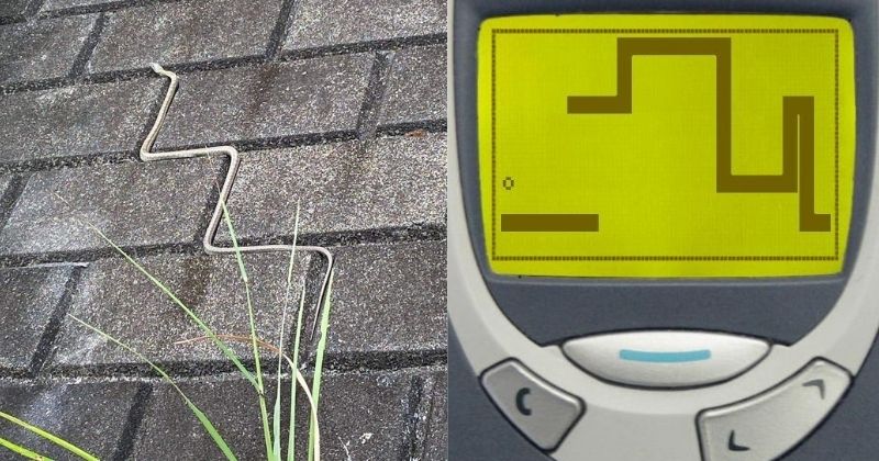 This Real-Life Snake Will Remind You Of Snake Game In Nokia 3310