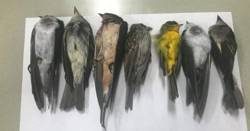 Thousands Of Birds Are Dying In The US, And No One Knows Why Exactly