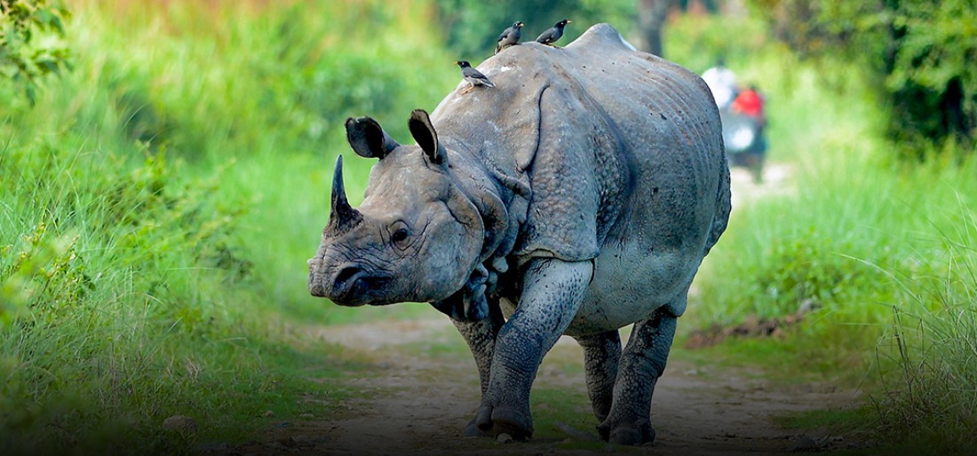 Ten facts about Kaziranga National Park, Assam ~ The Land of Wanderlust