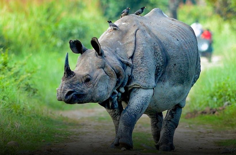 Kaziranga National Park Gets 3,000 Hectares Additional Land Where Animals  Can Move Freely Now