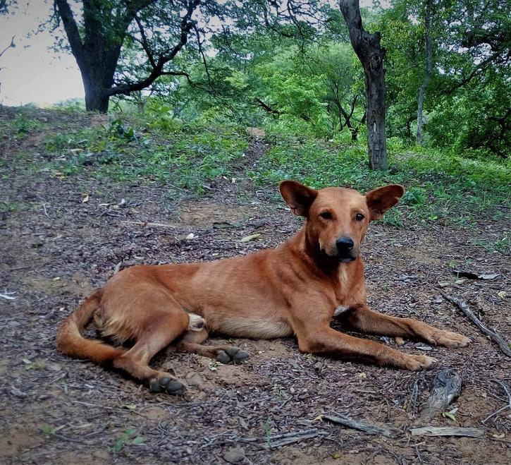 भारतीय कुत्ते की नस्ल परिआह