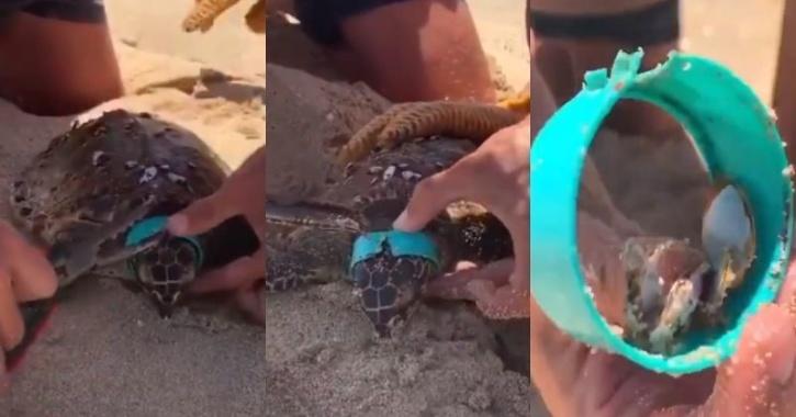 voordat Vermomd Willen Watch: Endangered Hawksbill Turtle Strangled By Plastic Ring, Saved By  Rescuers