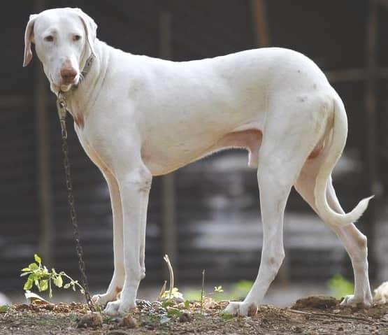 भारतीय कुत्ते की नस्ल राजपलायम