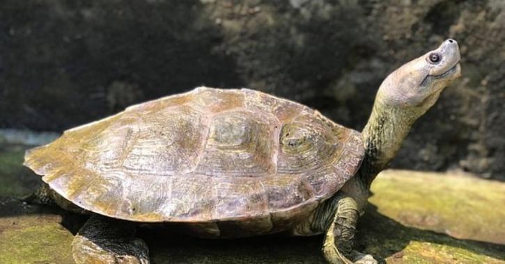 The Burmese roofed turtle has protruding eyes as well as its upturned lips