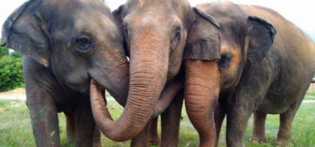 2,700 Captive Elephants Across Country Will Get 'Aadhaar Cards' So That