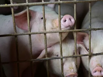 18,000 pigs die of African swine fever in Assam
