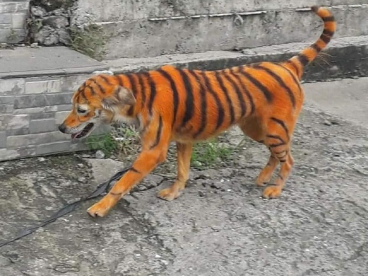 Dog prank 2024 tiger