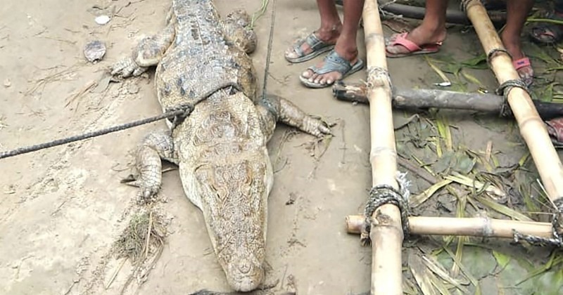 UP Villagers Rescue Crocodile Stranded In A Pond In Monsoon, Take It ...