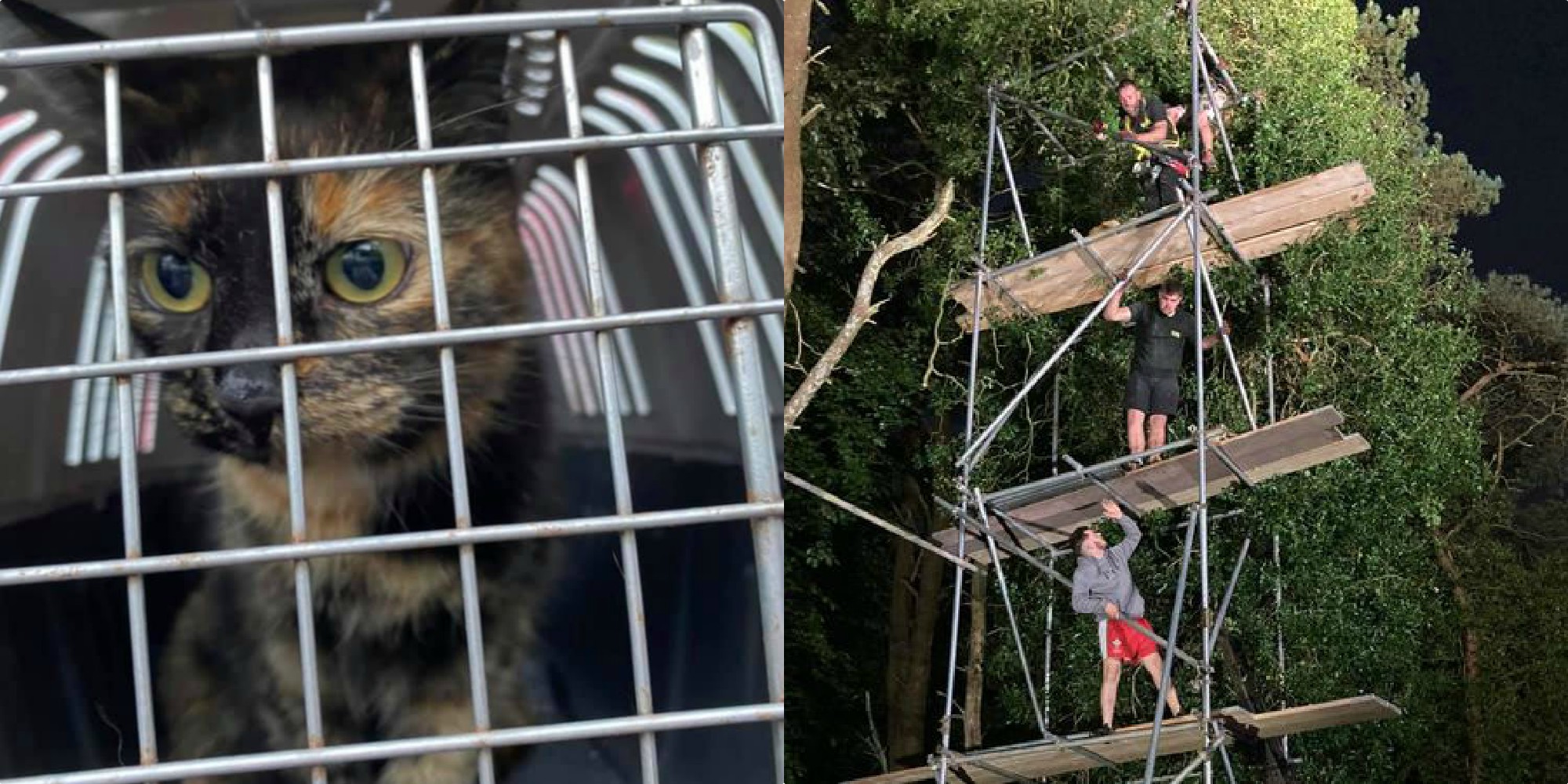 Entire UK Town Comes Together To Help Rescue A Cat Stuck Up 40Foot