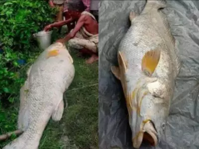 'Bhola' fish of 52 kgs caught by West Bengal woman