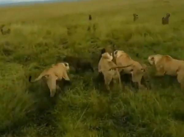 Hyenas Attack A Lioness, Get Attacked By Pack Of Lionesses In Return