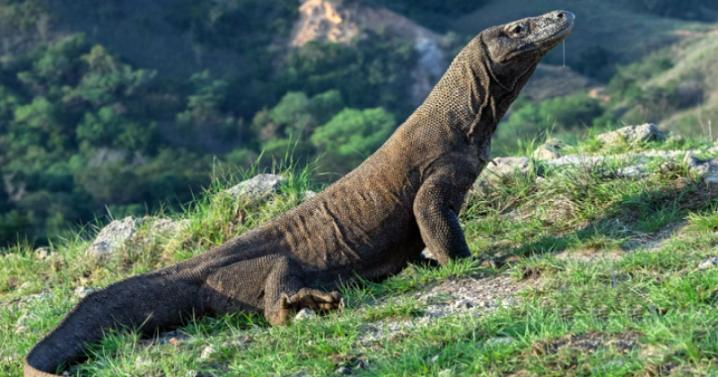 Komodo Dragons Might Soon Be Extinct Due To Climate Change