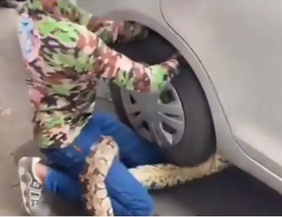 python trapped under car