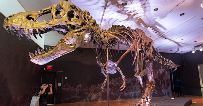 T-Rex Fossil That Existed 67 Mn Years Ago, Sold For Record-breaking $31 ...