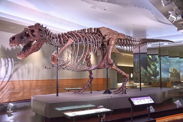 t rex full skeleton t rex full skeleton