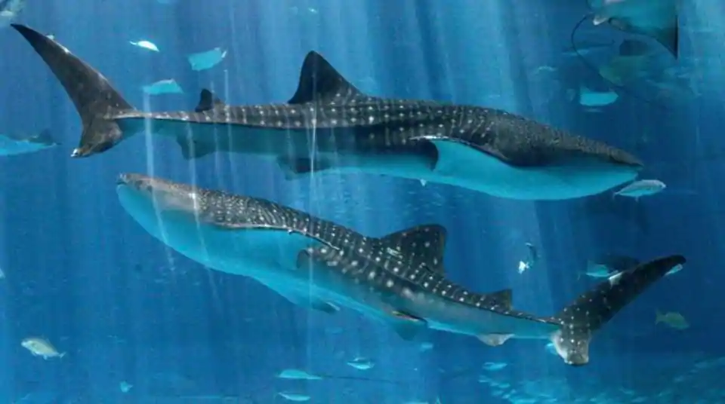 male female whale shark