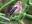  three-banded rosefinch