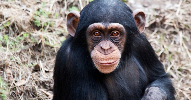 Covid-19 Vaccine Being Used In India Contains Chimpanzee Poop: Here's 