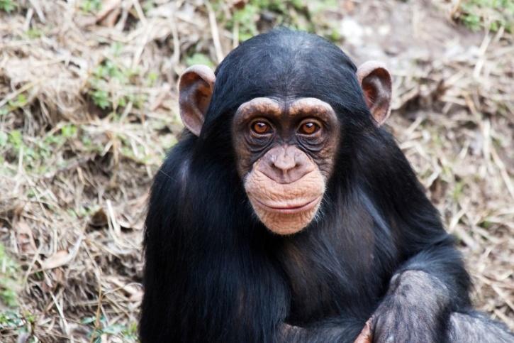 COVID-19 Vaccine Being Used In India Contains Chimpanzee Poop: Here's ...